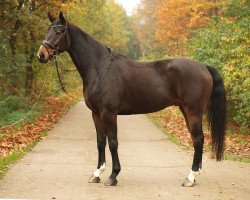 dressage horse D'Angelo S (Hanoverian, 2010, from Dancier)