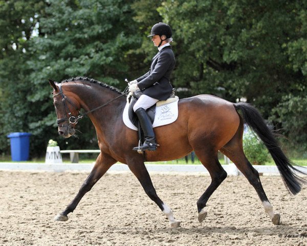 dressage horse Moonlight (Hanoverian, 2007, from Summertime)