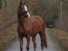 dressage horse Solino 12 (Hanoverian, 2007, from Sir Donnerhall I)