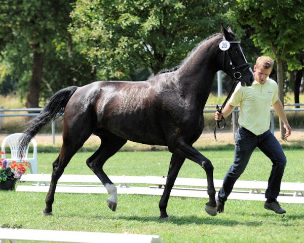 broodmare Fürstin Wince S (Hanoverian, 2011, from Fuerst Rousseau)