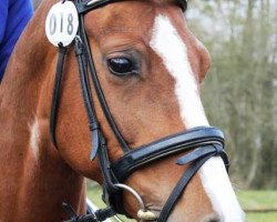 dressage horse Dimagica (Oldenburg, 2006, from Dimaggio)