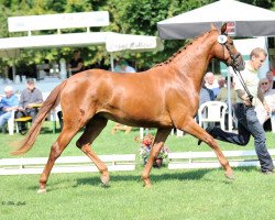 broodmare Quimbajah (Hanoverian, 2012, from Quaterhall)