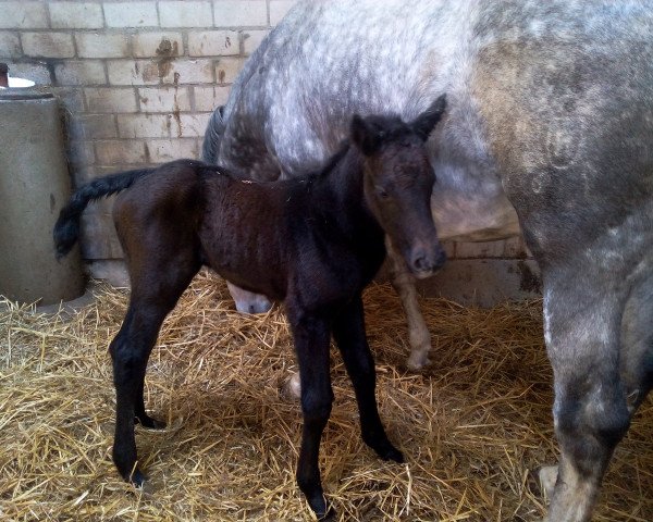 broodmare Halia (Holsteiner, 2015, from Clarimo Ask)