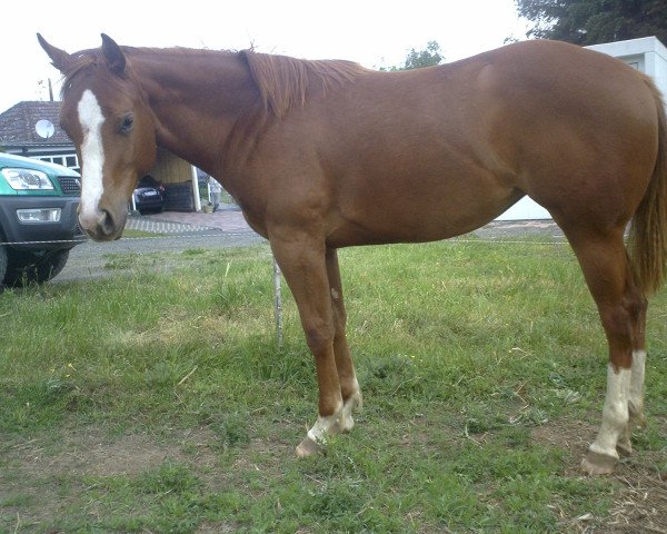 horse Chocolade Lady (Paint Horse, 2010, from Chips Lark Chocolate)