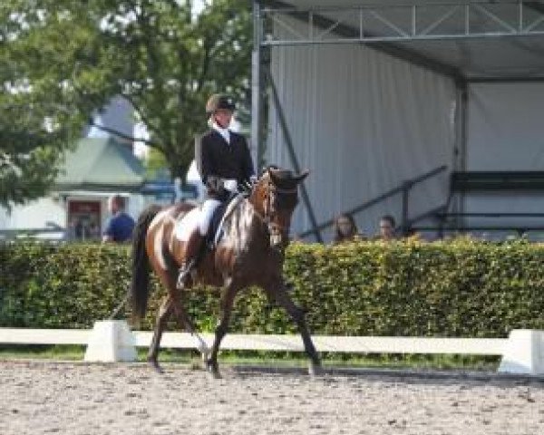 horse Amaretto (Nederlands Rijpaarden en Pony, 1994, from Alfred)