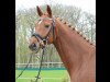 broodmare Dolce Vita 215 (Hanoverian, 2008, from Don Frederico)