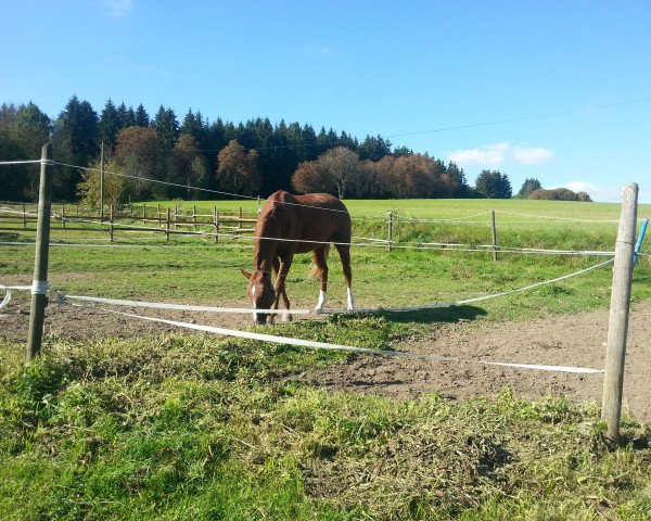 Pferd Daimond Classic (Oldenburger,  , von Daimond Hit)