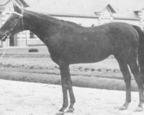 stallion Cousin Pons xx (Thoroughbred, 1956, from Fine Top xx)