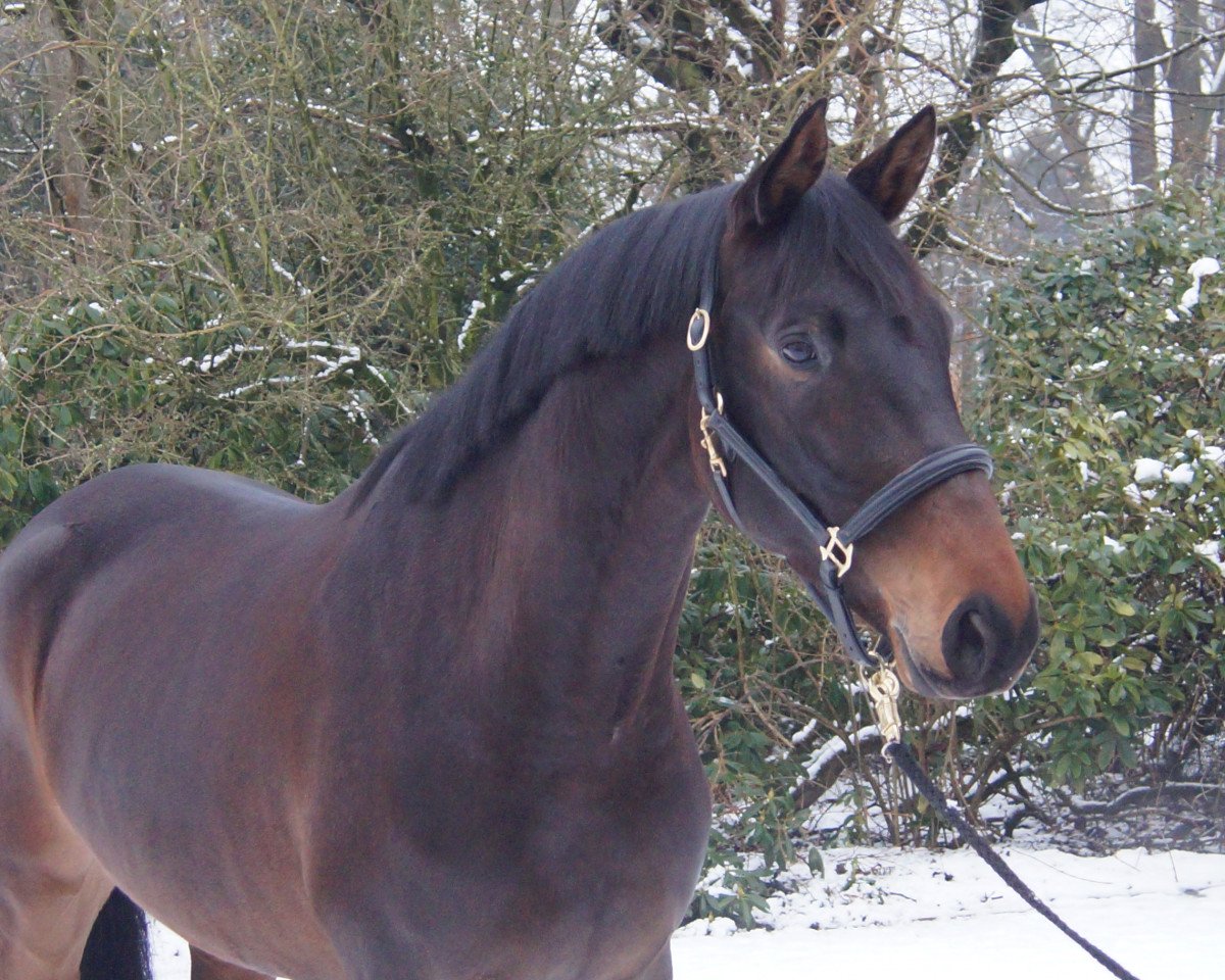 dressage horse Kardinale 5 (Trakehner, 2010, from Hofrat)