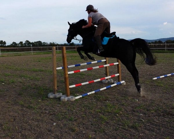 jumper Arkay (German Sport Horse, 2004, from Acobat II)