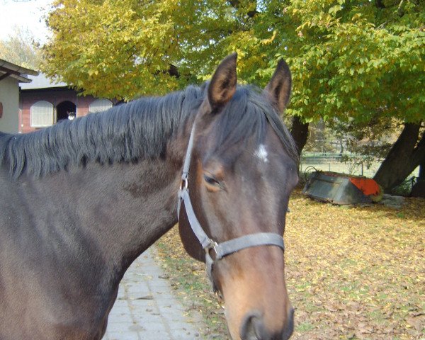Dressurpferd Samir (Oldenburger Springpferd, 2009, von Saverio)
