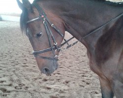 dressage horse Sammy (Mecklenburg, 2009, from Sandro Hit)