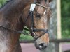 dressage horse Ma Cherie 40 (Oldenburg, 2002, from Harvard)