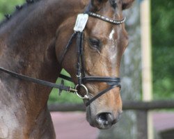 dressage horse Ma Cherie 40 (Oldenburg, 2002, from Harvard)