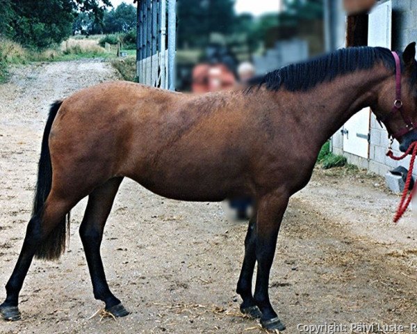 Pferd Willoway Pure Gold (New-Forest-Pony, 1992, von Willoway Piper's Gold)