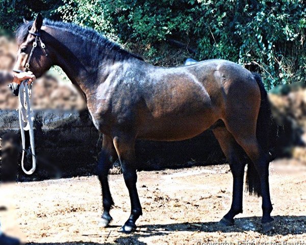 Pferd Merrie Mastermind (New-Forest-Pony, 1992, von Merrie Masterpiece)