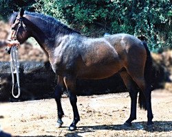 Pferd Merrie Mastermind (New-Forest-Pony, 1992, von Merrie Masterpiece)