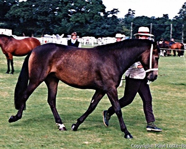 broodmare Gosden Teazel (New Forest Pony, 1989, from Merrie Marmalade)