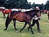 Zuchtstute Gosden Teazel (New-Forest-Pony, 1989, von Merrie Marmalade)