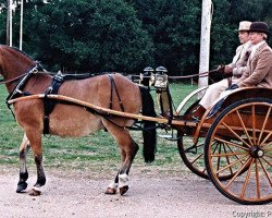 horse Beechwood Pharaoh (New Forest Pony, 1976, from Oakley Jonathan III)