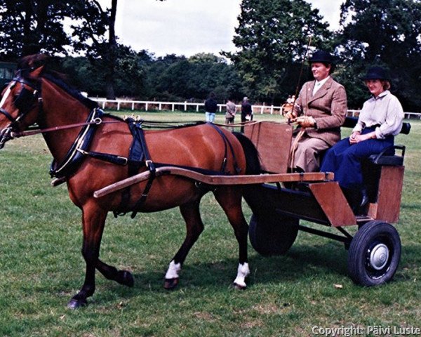 Pferd Hilltop Blaze (New-Forest-Pony, 1988, von Wootton Starflight)