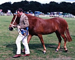 horse Westbury William (New Forest Pony, 1991, from Deeracres Franco)