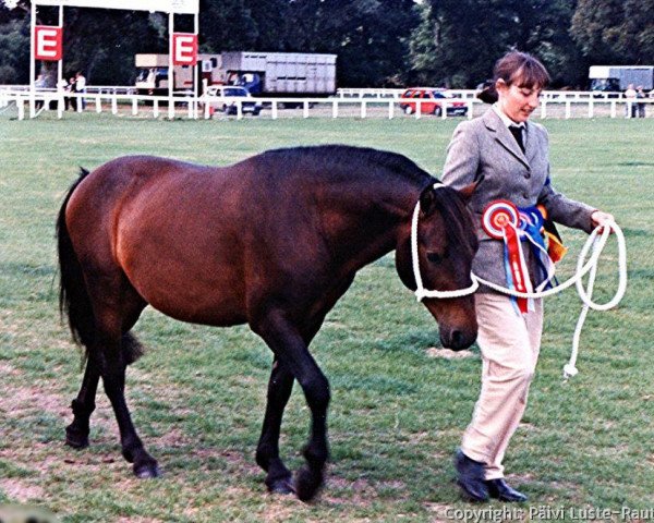 Deckhengst Foxhills Statesman (New-Forest-Pony, 1989, von Sway Supreme Beauty)
