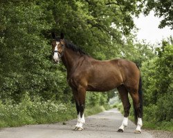 broodmare Pinta Cortina (Holsteiner, 2000, from Contender)