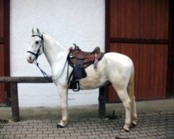 horse Maestoso (Lipizzaner, 2007, from Maestoso XXX-2)