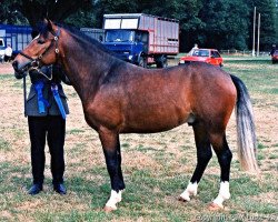 horse Rodlease Special Lad (New Forest Pony, 1992, from Luckington Ludo)