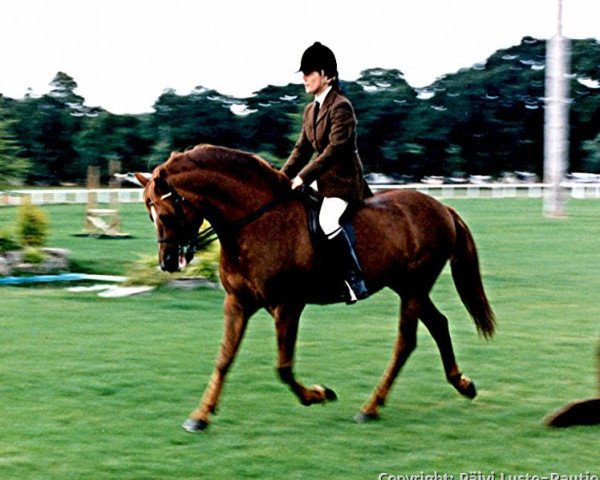 stallion Willoway Piper's Gold (New Forest Pony, 1983, from Peveril Peter Piper)