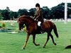 stallion Willoway Piper's Gold (New Forest Pony, 1983, from Peveril Peter Piper)