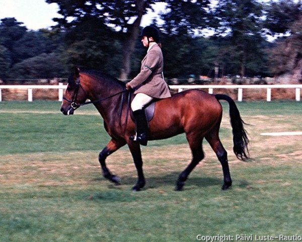 Pferd Kettlebrook Champagne Charlie (New-Forest-Pony, 1988, von Ramblers Prince Picolo)