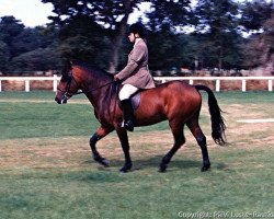 horse Kettlebrook Champagne Charlie (New Forest Pony, 1988, from Ramblers Prince Picolo)