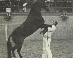 stallion Mermaids Jeroen (New Forest Pony, 1976, from Burton Honey's Sportsman)