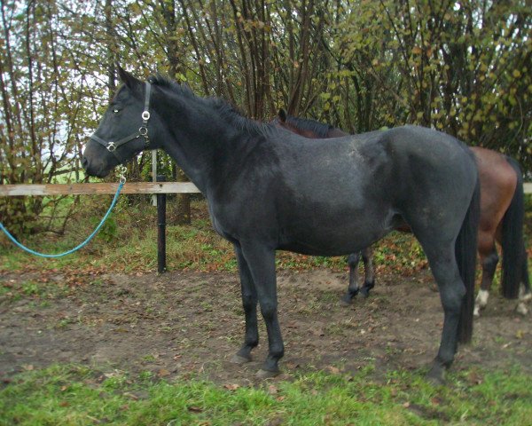 broodmare Odett (KWPN (Royal Dutch Sporthorse), 1996, from Julio Mariner xx)