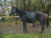 broodmare Odett (KWPN (Royal Dutch Sporthorse), 1996, from Julio Mariner xx)