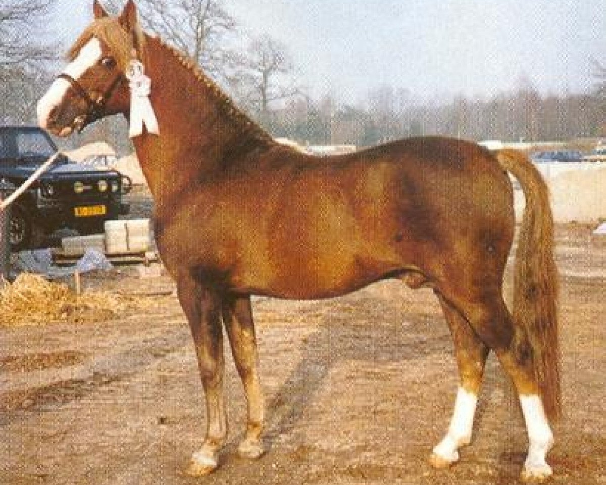 Deckhengst Halenshof Wilfred (New-Forest-Pony, 1974, von Alfred Pretty)