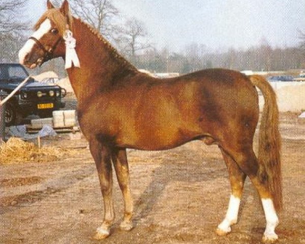 Deckhengst Halenshof Wilfred (New-Forest-Pony, 1974, von Alfred Pretty)