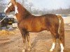stallion Halenshof Wilfred (New Forest Pony, 1974, from Alfred Pretty)