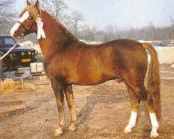 stallion Halenshof Wilfred (New Forest Pony, 1974, from Alfred Pretty)