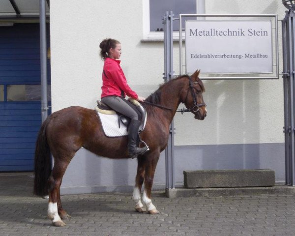 Springpferd Linda (Deutsches Reitpony, 2004, von Libertin)