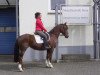 jumper Linda (German Riding Pony, 2004, from Libertin)