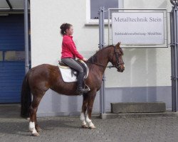 jumper Linda (Deutsches Reitpony, 2004, from Libertin)