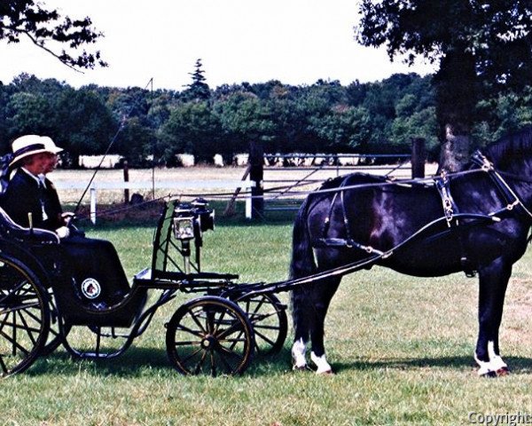 stallion Knightwood Apollo (New Forest Pony, 1973, from Merrie Mercury)