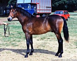 horse Maytree Superstar (New Forest Pony, 1993, from Beechwood Comet)