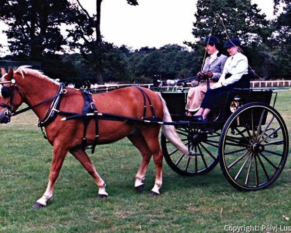 horse Tildiz Tobacco Leaf (New Forest Pony, 1981, from Peveril Pickwick)