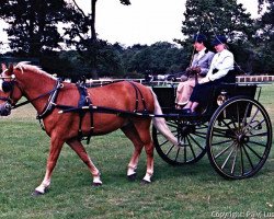 horse Tildiz Tobacco Leaf (New Forest Pony, 1981, from Peveril Pickwick)