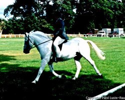 Pferd Beacon Mercury (New-Forest-Pony, 1989, von Silverlea Michaelmas)