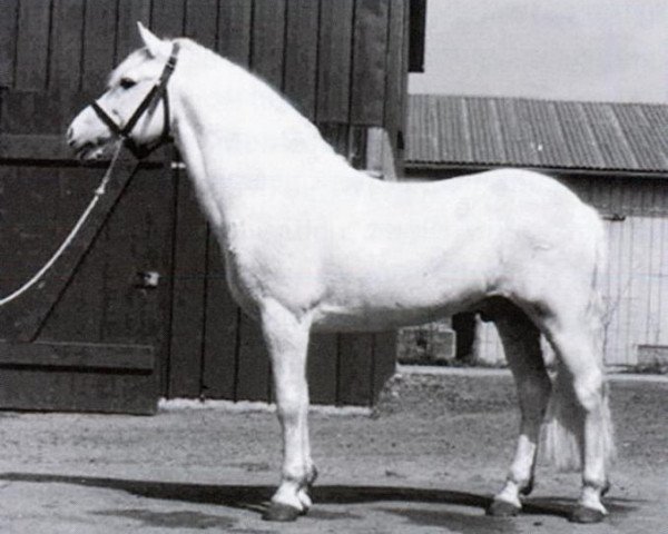 Deckhengst Merrie Mountaineer (New-Forest-Pony, 1967, von Merrie Musket)